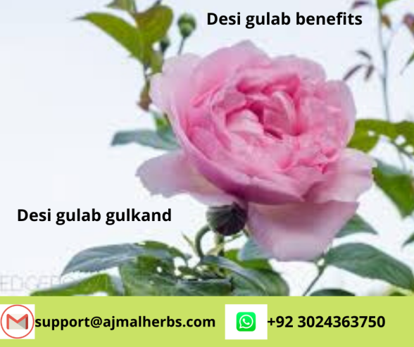 Desi gulab benefits