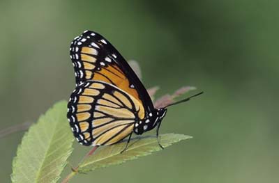 Viceroy Butterfly, Long Hunter State Park, TN,