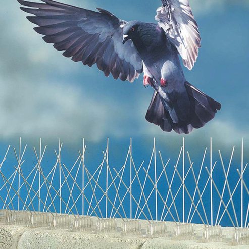 BIRD BARRIER SPIKES IN PAKISTAN