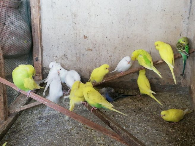 Finch, Bajri, Hogoromo